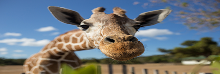 Giraffe photo